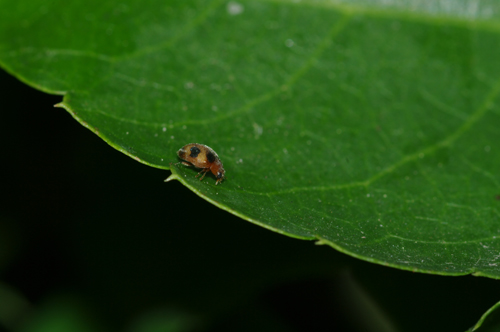 Coccinellidae da identificare